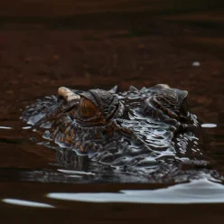 Crocodiles Near Katherine