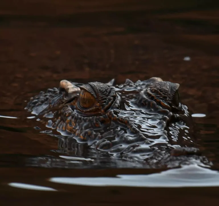 Crocodiles Near Katherine